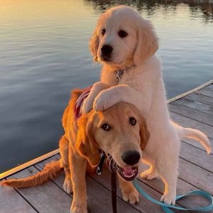 张柏芝殖器图12
